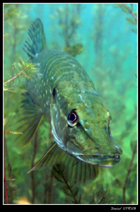 Adult pike :-D by Daniel Strub 